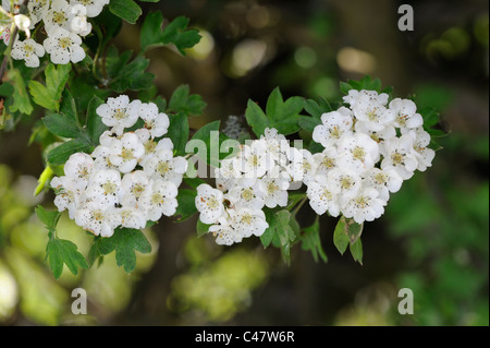 Hawthorn blossom, crategus monogyna, close up of flowers, Norfolk, England, May Stock Photo