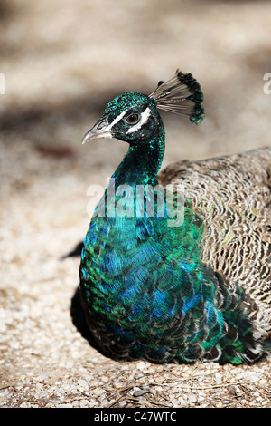 Male peacock on the island of Kos Greece Stock Photo