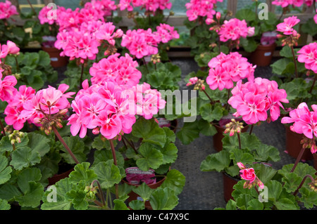 Bright pink Perlagoniums ( indoor geraniums ) lined up for sale in a plant nursery. UK Stock Photo