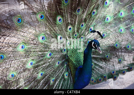 Male peacock on the island of Kos Greece Stock Photo