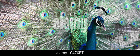 Male peacock on the island of Kos Greece Stock Photo