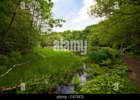 One of the many ponds in the Rivelin Valley Sheffield South Yorkshire UK Stock Photo