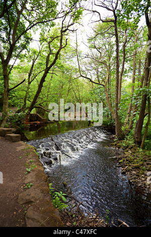 A weir on the River Rivelin Sheffield South Yorkshire UK Stock Photo