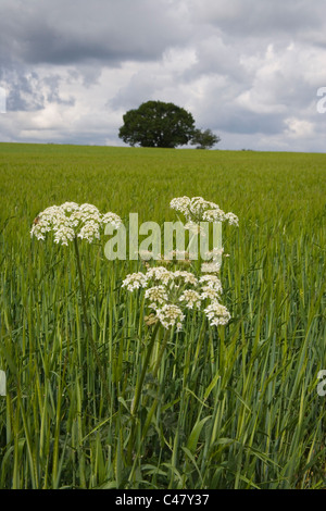 cow parsley on the edge of wheat fields in hertfordshire Stock Photo