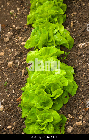 A row of fresh green lettuces growing in a well prepared bed of soil