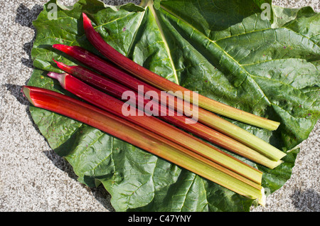 Freshly plucked rhubarb 'Raspberry Red' in May Stock Photo