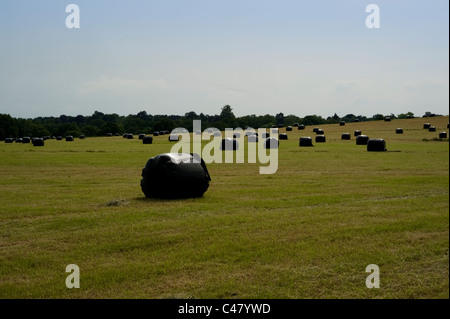 Hay bales in late Summer, Claygate, Surrey, UK Stock Photo