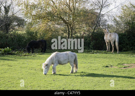 Rescued Horse and two Shetland ponies in a field. Stock Photo