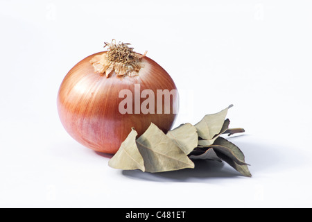 Close-up of onion and dried bay leaves on white background Stock Photo