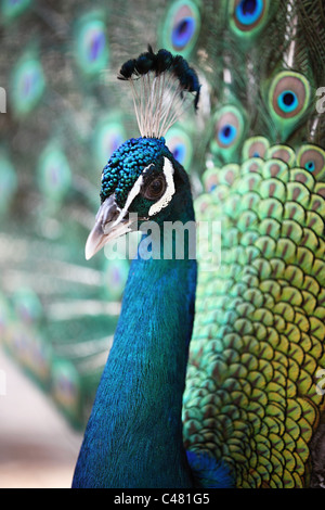 Male peacock on the island of Kos Greece Stock Photo