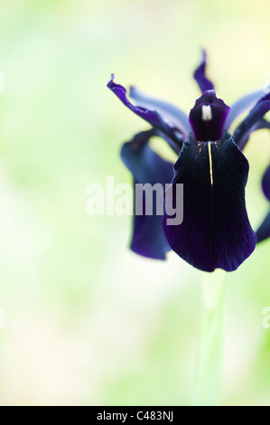 Iris chrysographes 'black form'. Black iris (goldvein Iris) in a garden Stock Photo