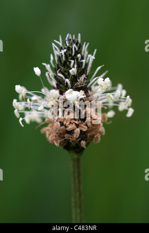 Ribwort Plantain Plantago lanceolata Stock Photo