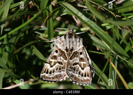 Mother Shipton Moth Callistege mi Stock Photo