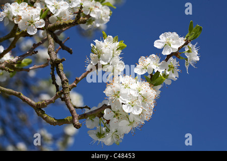 Greengage  Prunus Domestica Fruit Tree Spring Blossom Stock Photo