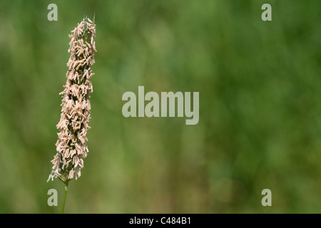 Meadow Foxtail Alopecurus pratensis Inflorescence , Lancashire, UK Stock Photo