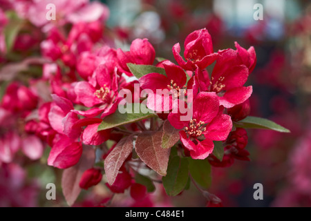 Malus 'Royalty' Crab Apple Tree Blossom Stock Photo