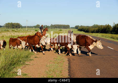 URUGUAY agriculture and livestock , Gauchos with horse and cow cattle on grasslands Stock Photo