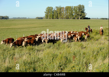 URUGUAY agriculture and livestock , Gauchos with horse and cow cattle on grasslands Stock Photo