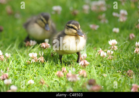 A close up of a pair of cute, baby ducklings walking through the grass.... Stock Photo