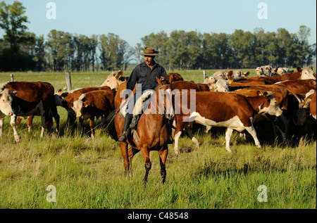 URUGUAY agriculture and livestock , Gauchos with horse and cow cattle on grasslands Stock Photo