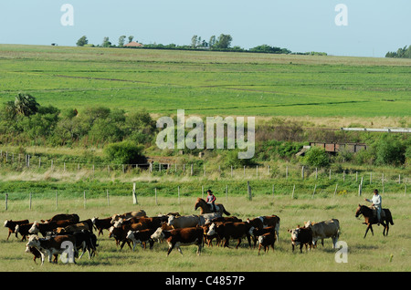 URUGUAY agriculture and livestock , Gauchos with horse and cow cattle on grasslands Stock Photo