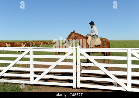 URUGUAY agriculture and livestock , Gauchos with horse and cow cattle on grasslands Stock Photo