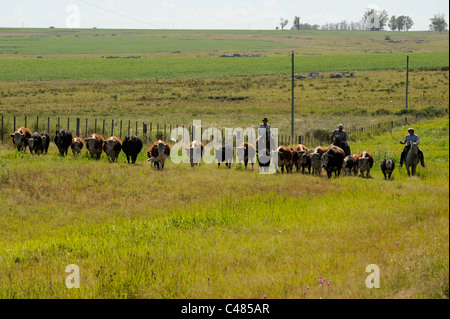 URUGUAY agriculture and livestock , Gauchos with horse and cow cattle on grasslands Stock Photo