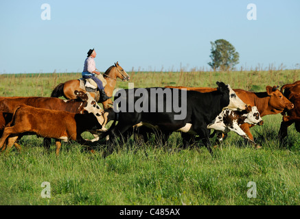 URUGUAY agriculture and livestock , Gauchos with horse and cow cattle on grasslands Stock Photo