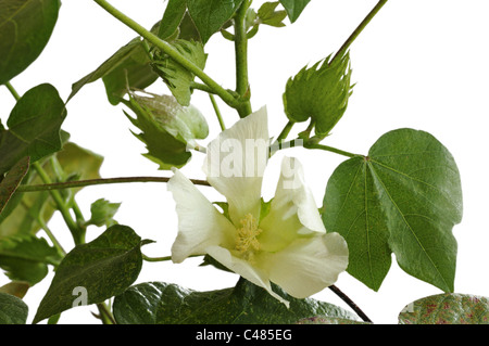 Flowering cotton plant, Gossypium hirsutum Stock Photo