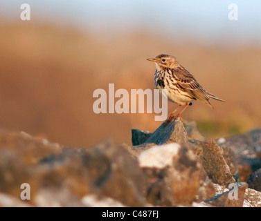 Perched Meadow Pipit (Anthus pratensis) on Dry Stone Wall, Pembrokeshire Stock Photo