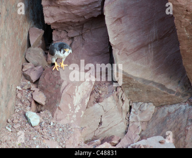 Peregrine Falcon (Falco peregrinus) perched on cliff face on the Pembrokeshire coast in Wales Stock Photo