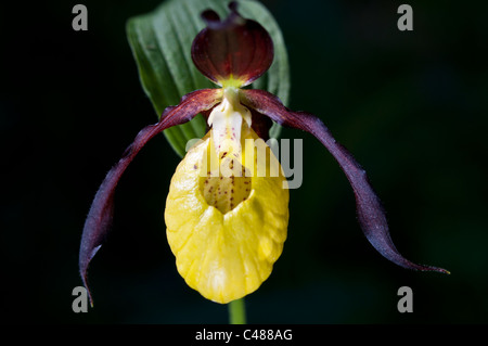 Europaeischer Frauenschuh, Cypripedium calceolus, Lady´s Slipper Orchid, Rena, Hedmark, Norwegen