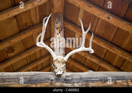 Deer antlers on the rafters of a long cabin Stock Photo