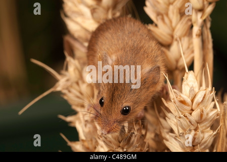 Harvest mouse [micromys minutus] in wheat cereal crop, portrait Stock Photo
