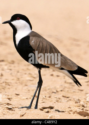 Spur-winged Plover standing the wadi El Ryan in Egypt
