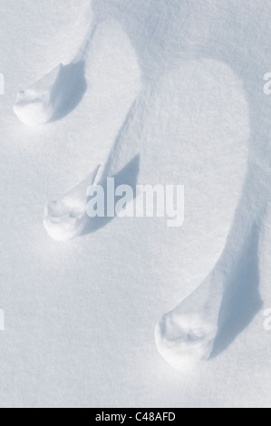 strukturen im Schnee, Norrbotten, Lappland, Schweden; Maerz snow structures detail deflation wind erosion Stock Photo