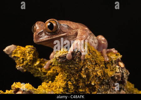 Marbled Reed Frog/ Painted Reed Frog (Hyperolius marmoratus) sat on lichen encrusted branch, portrait Stock Photo