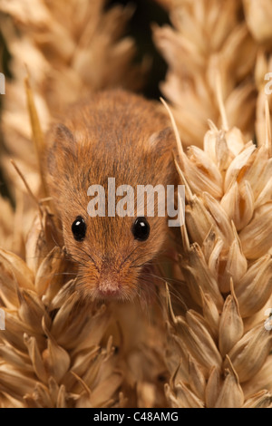 Harvest mouse [micromys minutus] in wheat cereal crop, portrait Stock Photo