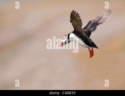 Atlantic Puffin in Flight on Skomer Island off the Pembrokeshire Coast in Wales Stock Photo