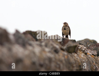 Perched Meadow Pipit (Anthus pratensis) on Dry Stone Wall, Pembrokeshire Stock Photo