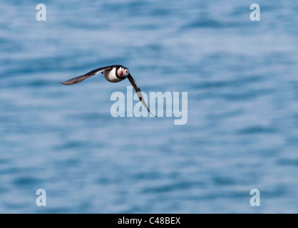 Atlantic Puffin in Flight on Skomer Island off the Pembrokeshire Coast in Wales Stock Photo