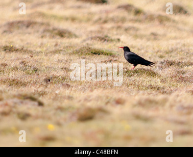 Chough (Pyrrhocorax pyrrhocorax) looking for insect and larvae, Pembrokeshire, Wales Stock Photo
