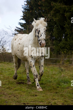 White appaloosa horse Stock Photo - Alamy