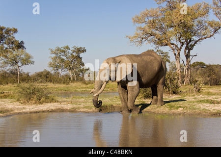 Afrikanischer Elefant (Loxodonta africana) am natürlichen Wasserloch, Savuti, Botswana, Afrika Stock Photo
