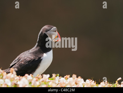 Perched Atlantic Puffin (Fratercula arctica) on Skomer Island off the Pembrokeshire Coast in Wales Stock Photo