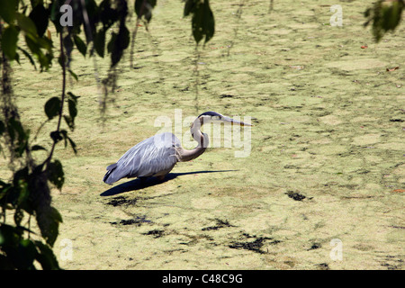 Great Blue Heron wading in a pond at Magnolia Plantation & Gardens, near Charleston, South Carolina, USA Stock Photo