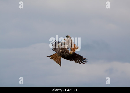 Pair of Red kites flying at the feeding centre near Llanddeusant  Carmarthenshire Wales.  116222 Red Kite Stock Photo