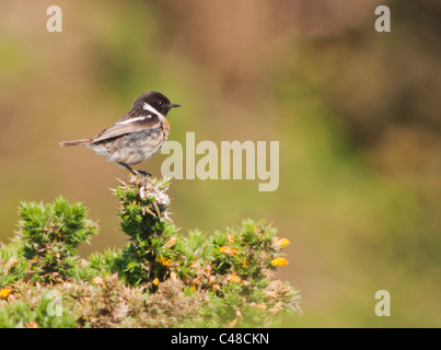 Perched Male Stonechat (Saxicola torquata) on top of Gorse Bush, Pembrokeshire, Wales Stock Photo