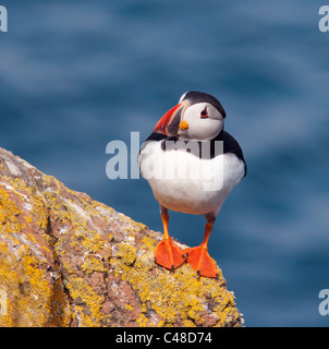 Puffin on Skomer Island Pembrokeshire Stock Photo - Alamy