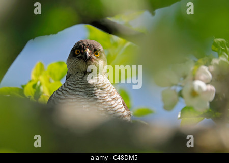 Sperber im Apfelbaum, Detailaufnahme, Accipiter nisus, Eurasian Sparrowhawk, apple-tree, Deutschland, Germany Stock Photo